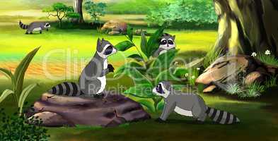 Family of Raccoons in the Spring Forest