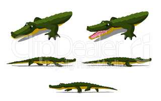 Crocodile Isolated on White Background