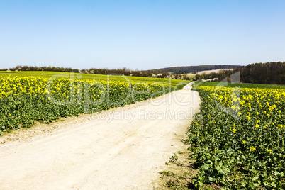 Country lane through the canola field