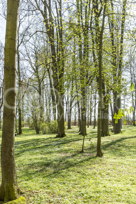 Forest in spring