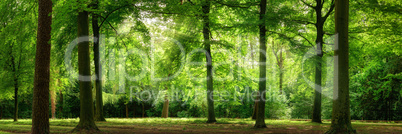 Panorama von Wald im verträumten sanften Licht und leichten Dun