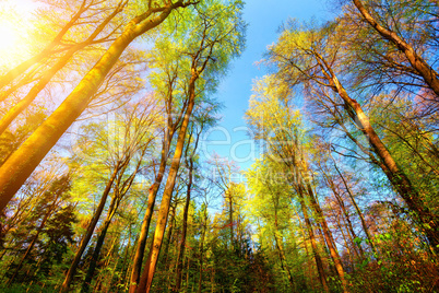 Farbenfrohe Szene im Wald mit Baumwipfeln und Sonne