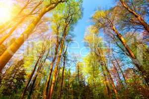 Farbenfrohe Szene im Wald mit Baumwipfeln und Sonne