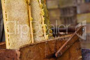 Beekeeper working on bee hive