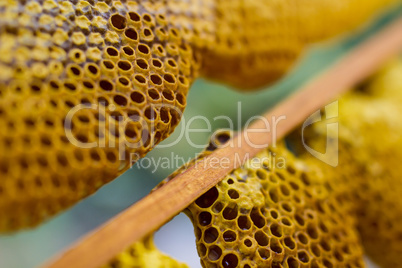 Honeycomb cells close-up with honey