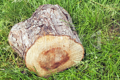 The stump of a sawn tree trunk.