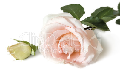 Flower white rose with leaves on a white background.