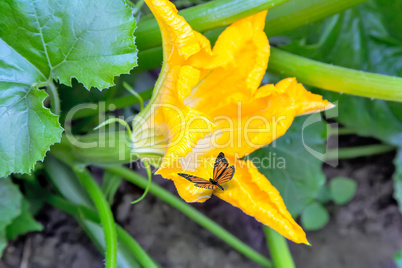 On pumpkin flower, sits a butterfly.