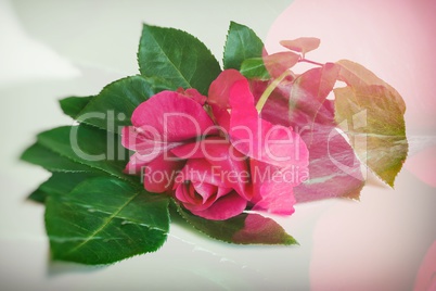 Flower red rose with leaves on a white background.