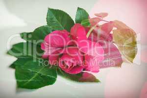 Flower red rose with leaves on a white background.