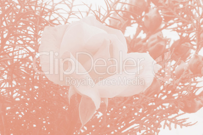 Blooming rose and leaves in pastel colours.