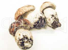 Porcini Mushroom vintage desaturated