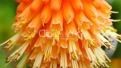 Fackellilie (Kniphofia)