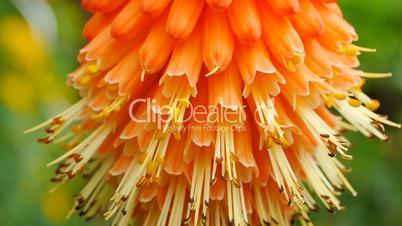 Fackellilie (Kniphofia)