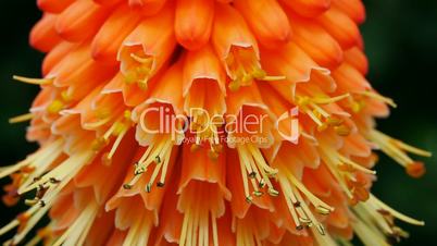 Fackellilie (Kniphofia)