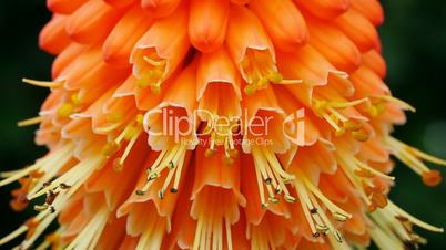 Fackellilie (Kniphofia)
