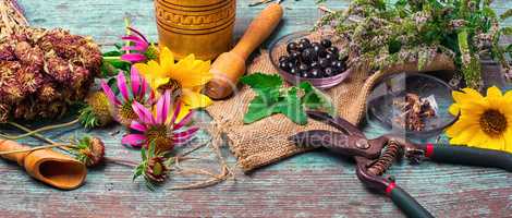 Set of medicinal herbs