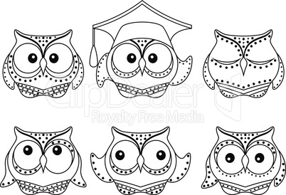 Six amusing owl