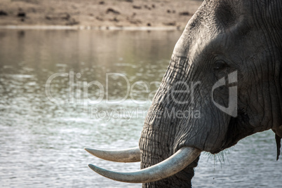 Side profile of an Elephant in the Kruger National Park.