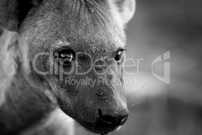 A young Spotted hyena looking at the camera in black and white.