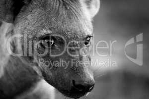 A young Spotted hyena looking at the camera in black and white.