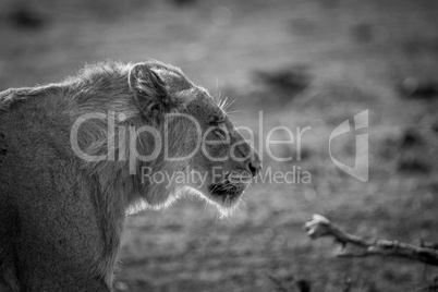 Side profile of a young male Lion in black and white.