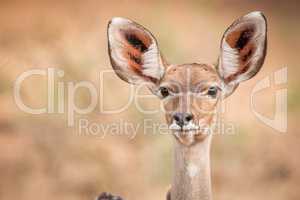 A female Kudu starring at the camera.
