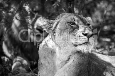 Side profile of a Lioness in black and white.