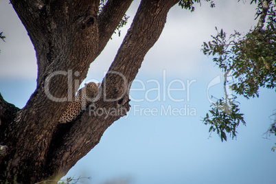 Back of a Leopard in a tree in the Kruger.`