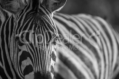 Close up of a Zebra head in black and white.