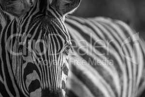 Close up of a Zebra head in black and white.