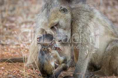 A mother Baboon taking care of a baby Baboon