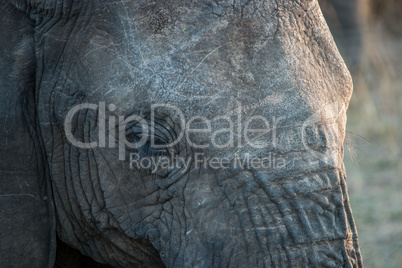 Close up of an Elephant eye in the Kruger National Park.