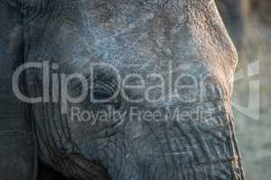 Close up of an Elephant eye in the Kruger National Park.
