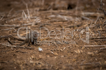 A Dwarf mongoose on the dirt in the Kruger.