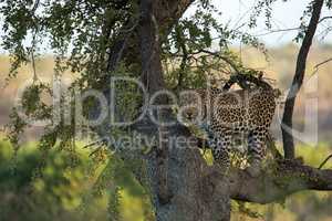 A Leopard in a tree in the Kruger.