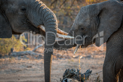 Two Elephants playing in the Kruger National Park.