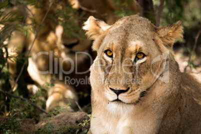 Lioness looking at the camera.