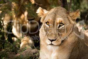 Lioness looking at the camera.
