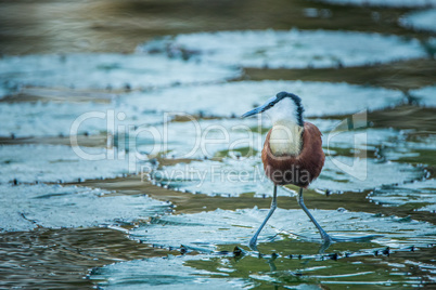 An African jacana in the water in the Kruger.