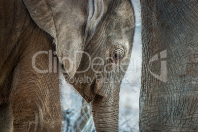 Close up of a baby Elephant in the Kruger National Park.