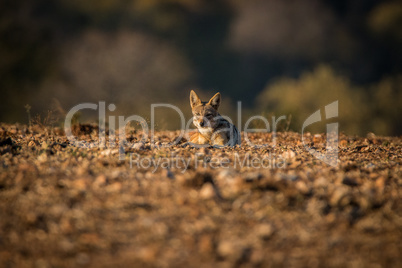 A Black-backed jackal laying on the ground.