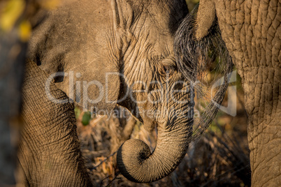 An Elephant eating in the Kruger National Park.