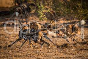 African wild dogs playing together.