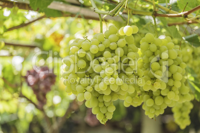 Bunch of white grapes