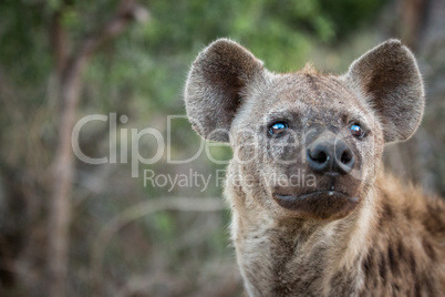 A Spotted hyena looking up.
