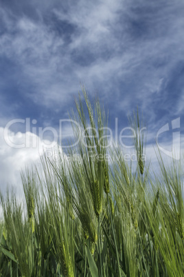 ripening wheat against the sky
