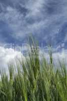 ripening wheat against the sky