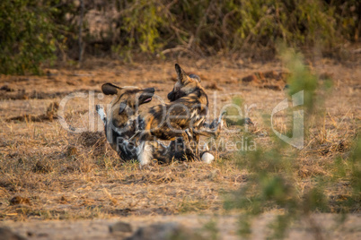 African wild dogs playing together.