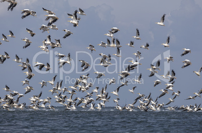 migration of pelicans